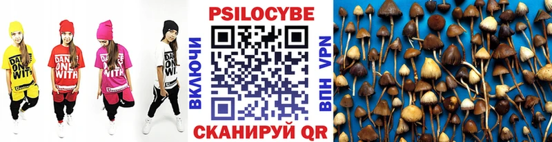 Галлюциногенные грибы Psilocybine cubensis  Шилка 
